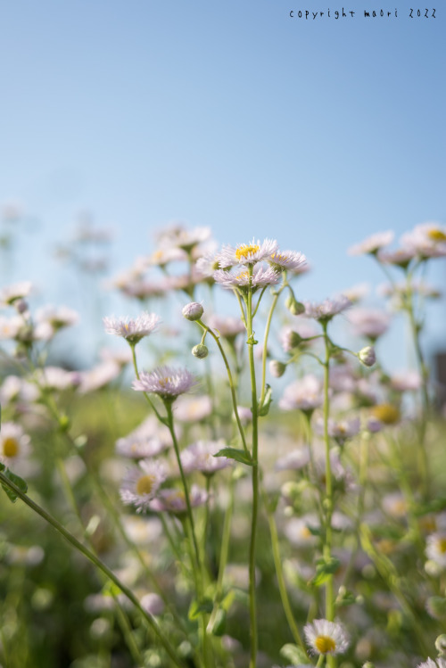 五月晴れ—— It’s a beautiful May day, today.Posted; May 18, 2022