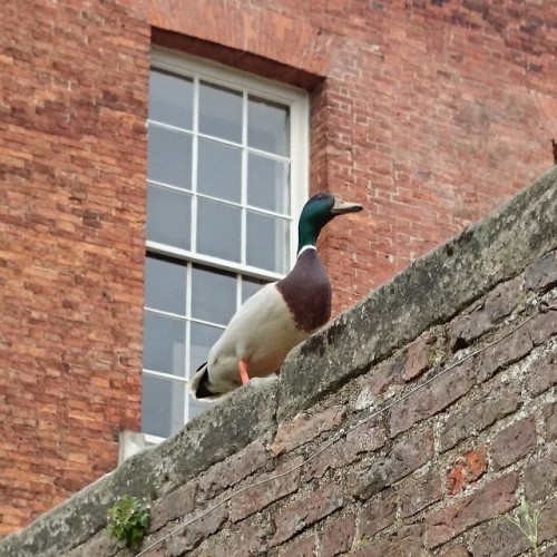 Adventurous #Duck on the brick wall at Beningbrough Hall #NationalTrust