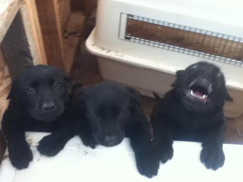 a-jeffersonstarship: 3 stages of pup. loving, sleepy and HYPER AS DICKS