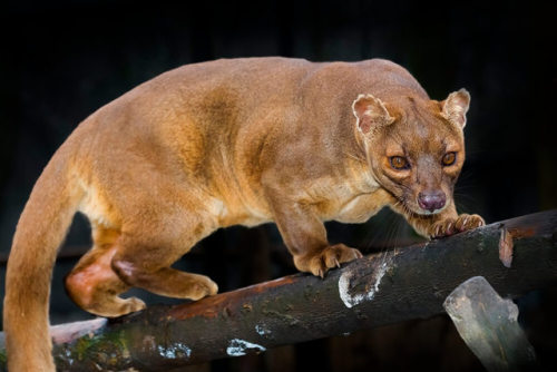 THE FOSSA ( Cryptoprocta ferox) is the largest carnivorous mammal on the island of Madagascar. They 