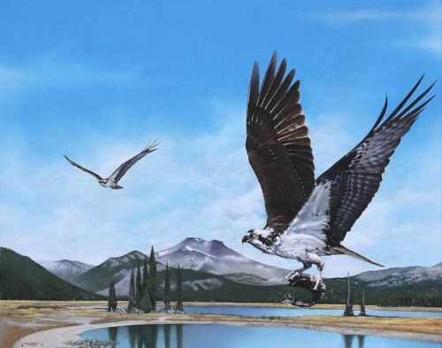 mymodernmet:Interview: Oregon Wildlife Painter Captures the Beautiful Diversity of Local Birds