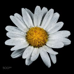 euph0r14:  macro | daisy in the rain | by