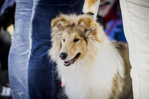 handsomedogs:A Collie Rough puppy, beautiful gem of the Brno National Dog Show @maluoliowithin prett