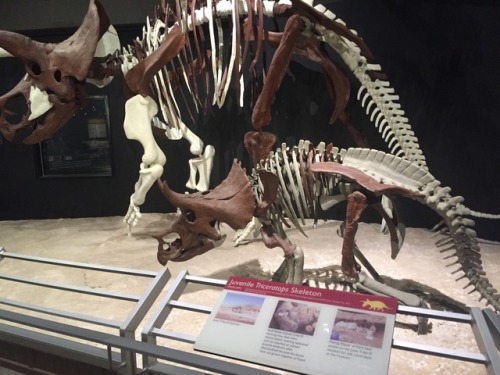 The Museum of the Rockies has the world’s largest collection of Triceratops, almost all found in Mon