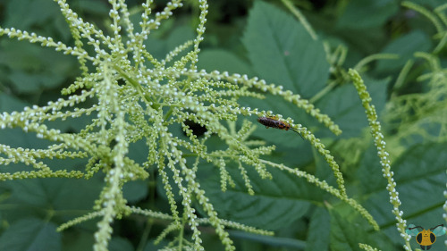 Locust Sawfly - Nematus tibialisWhile researching more into this curious specie of insect, I primari