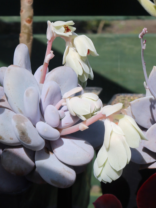 agavex-photography:Pachyphytum oviferum.April 2020.