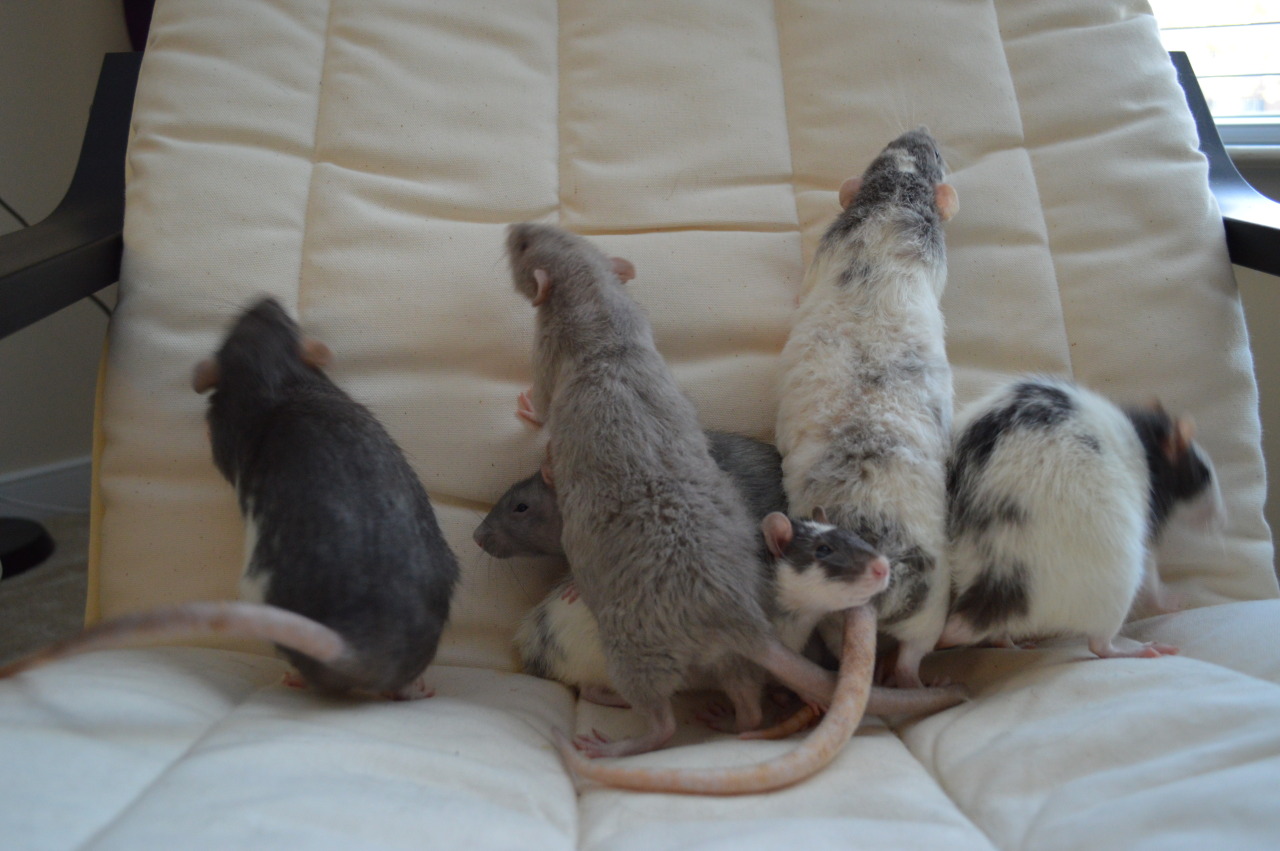 karasratworld:  &ldquo;Ooh is this a new chair!? We should explore&rdquo;