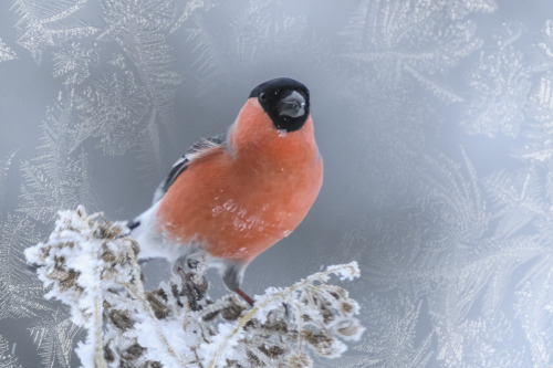 tulipnight: Bullfinches in Snow by Jørn Allan Pedersen