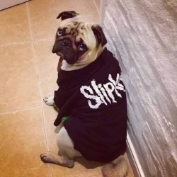 Pug In A Slipknot Shirt