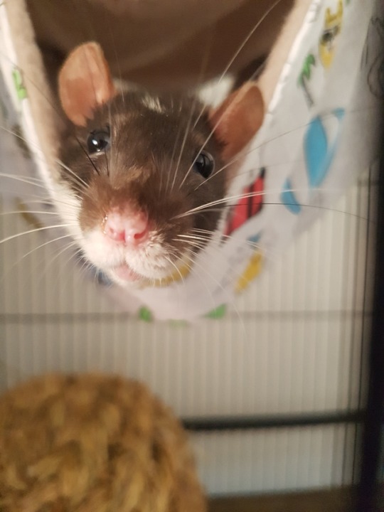 lovely-rats:   Made a new hammock and Shark adult photos