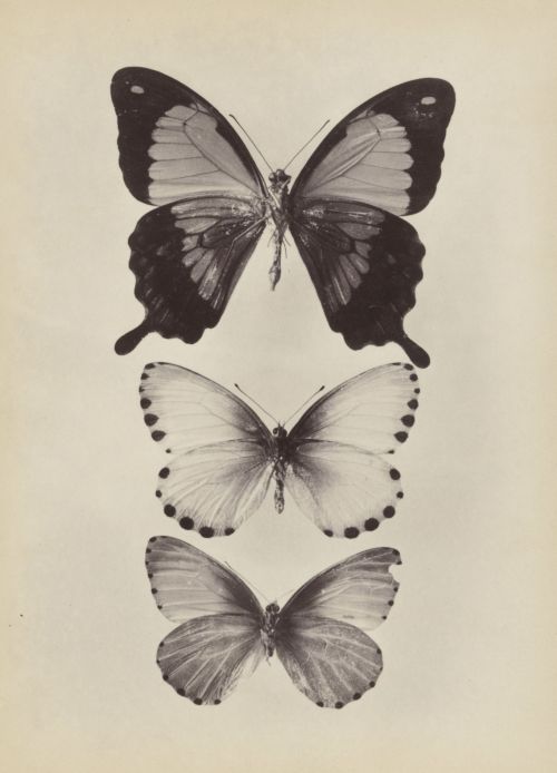 fragrantblossoms:Butterflies from the collection of insect connoisseur Charles Oberthür, anonymous, 