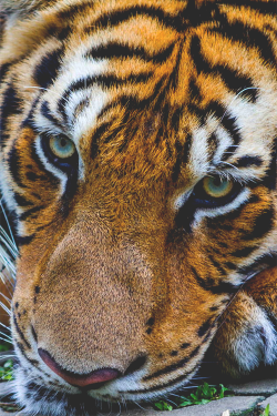 kwuels:  The Tigers Eyes © | via NoahSecchi 