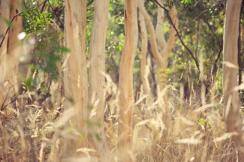 The gumtrees have shed their bark and now look so bare standing amongst the bushes and tall grass