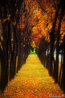 etherealvistas:  Autumn (Serbia) by Vule Vu  