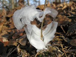 ninepulse:   To put it simply, frost flowers are