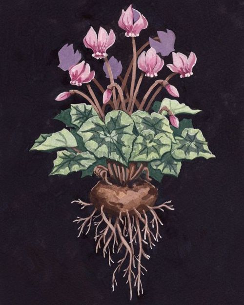 Bulb - or corm - number two is hardy cyclamen, or Cyclamen hederifolium. I love seeing these at #wak