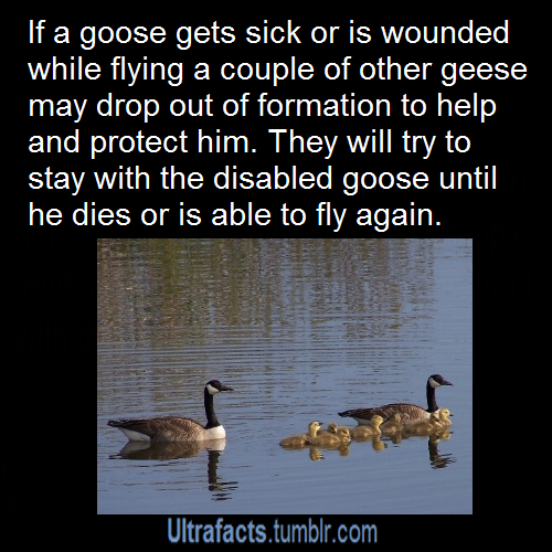 ultrafacts:  Follow the Ultrafacts Blog! Source