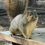 squirrelperson