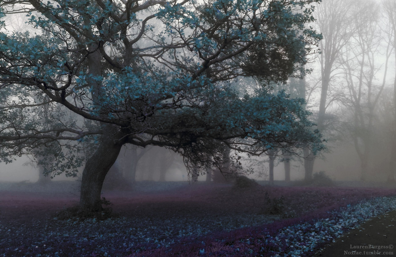 noxfae:  Noxfae © - please keep source 