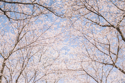 2022-04-02Spring, Cherry BlossomCanon EOS R3 + RF50mm f1.2LInstagram  |  hwantastic79vivid