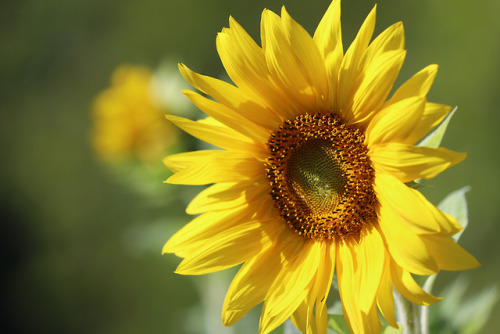 Common sunflower/solros.