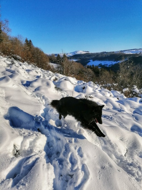 Snow-diving Pandolf! During yesterday’s walk I finally managed to capture the prequel to this genre 