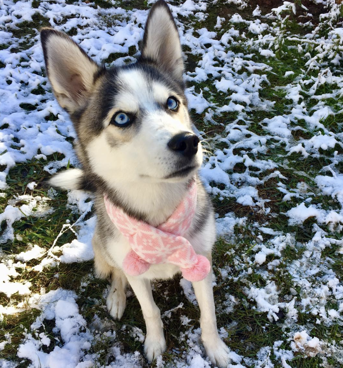 brookbooh:  This husky is wonderful@kikythehusky