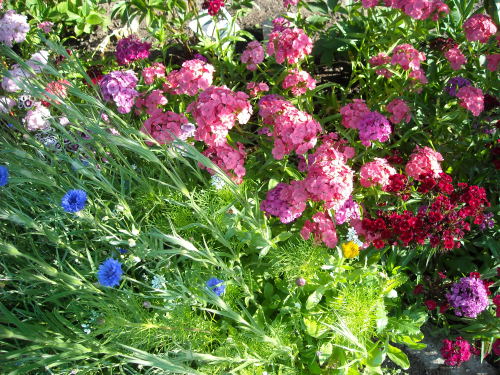 iwishiwasafairy:Garden 2009