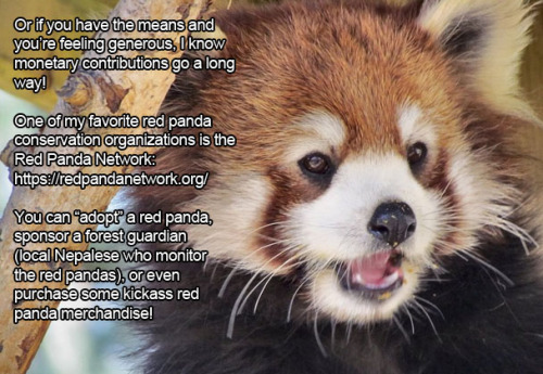 thelustfulkitten:  Don’t let my favorite animal become extinct!! 