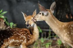 beastieandthebeasts: take care of each other  source: Wild Heart Ranch 