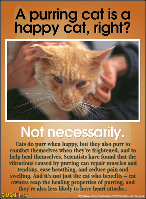 cracked:  25 Easy Ways You Can Read Your Pet’s Mind 