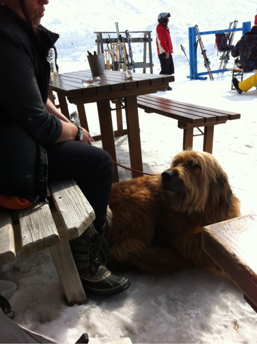 Porn Pics dogstreetphotography:  Briard on the streets