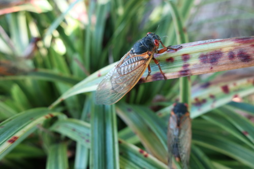 “Wheee! We loOoOoOoOve this bush!!” - the cicadas