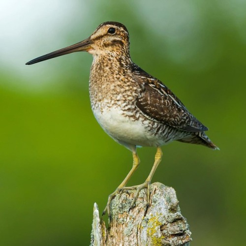 Can you identify our #birdoftheweek? A pudgy shorebird that&rsquo;s often found far from the shore, 