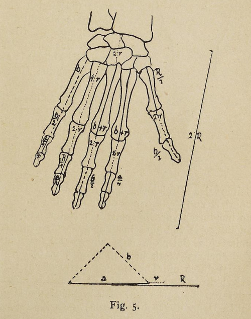 nemfrog: Fig. 5. Measuring the head. Münchner kunsttechnische Blätter. March 31, 1919. Heidelberg Un