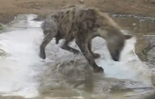 Hyena Spin GIF - Hyena Spin Spinning - Discover & Share GIFs