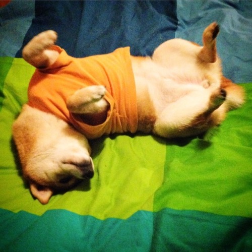 madammaria:  mustardtigress:  The lovely Maruko, shibe of @tommyrts.  @skeletondoggy 