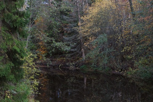 usvakorpi:Autumn at Vantaanjoki, Finland.©Usvakorpi