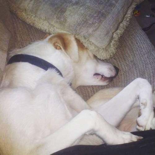 Curled up and dead asleep. #dogsofinstgram #dogsofig #doggo #bigpupper #dogs