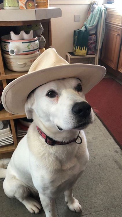 Snooper (sister’s 13 y/o mutt) wanted to say Howdy!