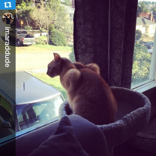 laundryaisandrea: #Repost @imaraddude with @repostapp. ・・・ George admiring this bright Sunday mornin