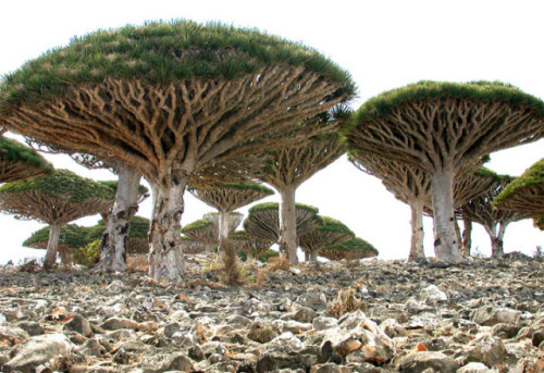 sevenpencee:Socotra Island is often called “the most alien place on earth”. Considering 1/3 of it’s 