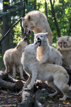 llbwwb:   (via 500px / Polarwolf oder Weisswolf