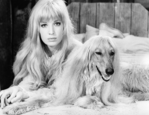 Monica Vitti and Afghan Hound in On My Way to the Crusades, I Met a Girl Who… 1967 FIFTY SHADES OF G