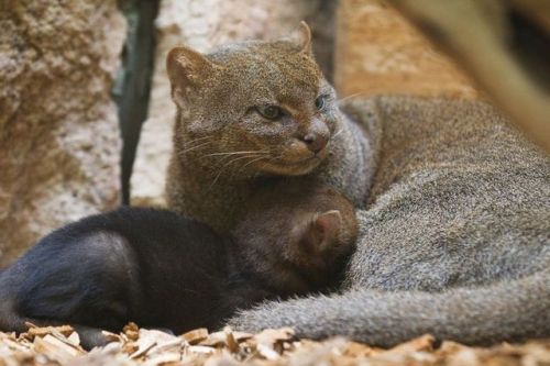 ainawgsd:JaguarundiThe jaguarundi (Puma yagouaroundi) or eyra cat is a small wild cat native to sout