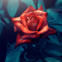 blooms-and-shrooms:  Mystery Rose. .. by