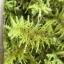 sleepylunularia