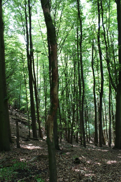 nicchessa:Forest