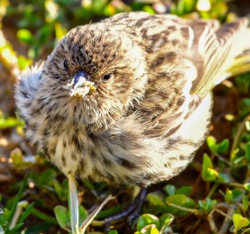 cuteness–overload:Chubby little spring Pine Siskin.Source: bit.ly/3etywk3