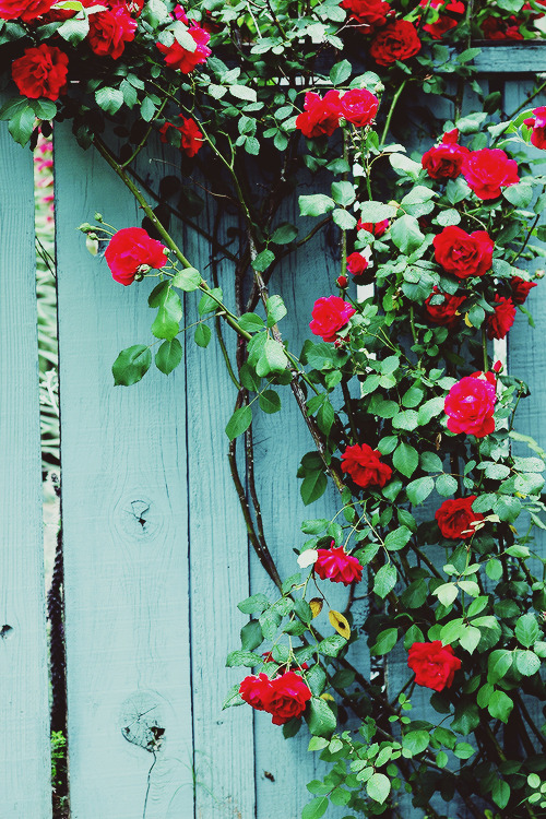 tumblr photo amndaax 0
